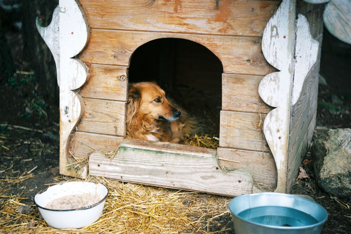 Kennels and Doors