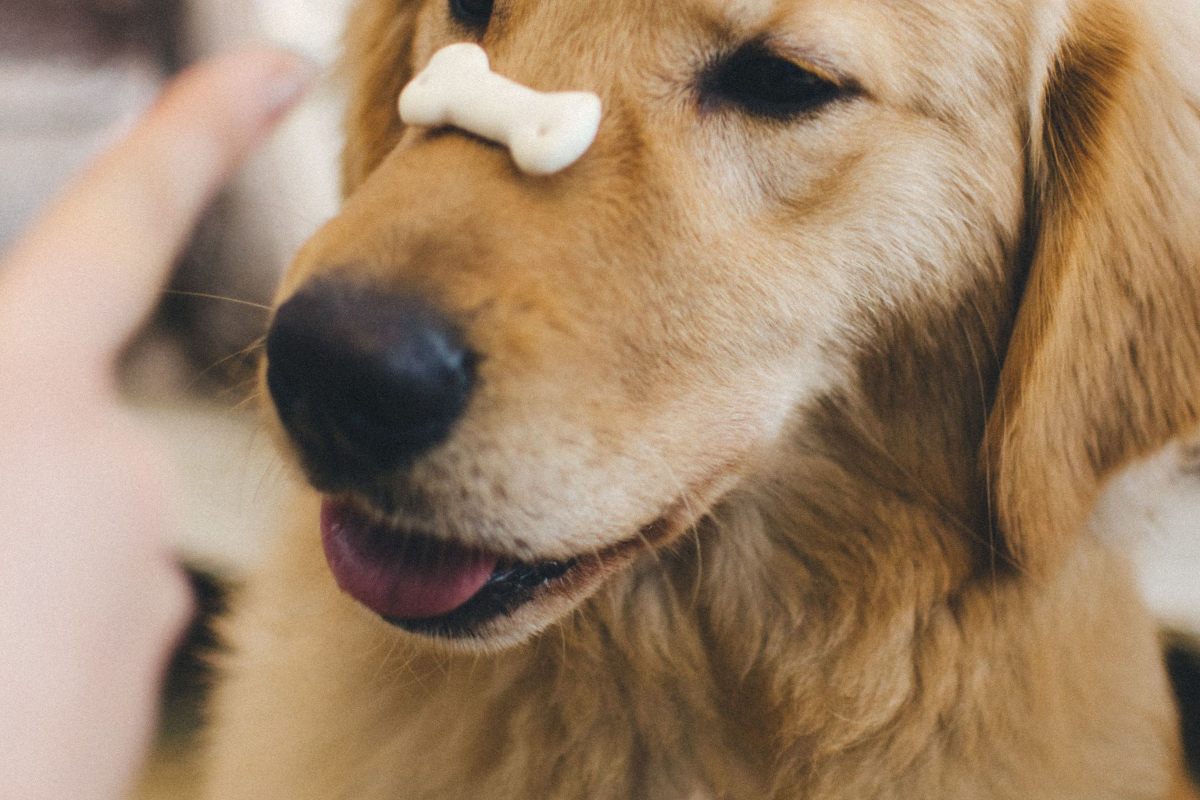 Dental Treats