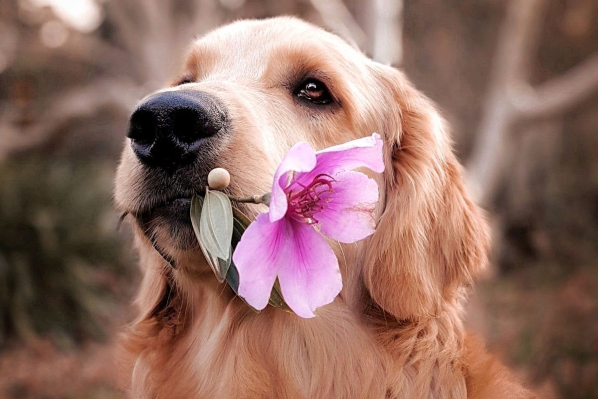 Natural Treats